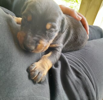 Doberman - 2