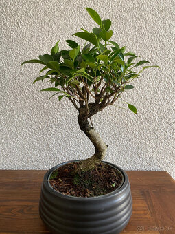 Fikus Ficus Retusa bonsaj - 2