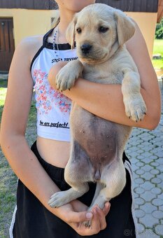Šteniatka labrador - 2