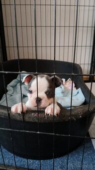 Bostonský terier. - 2