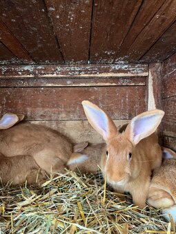 Burgundský králik - 2