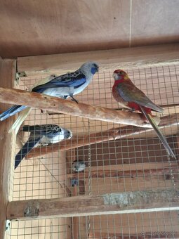 Pár rozela penant - 2