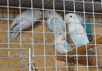 Predám papagájov: - 2