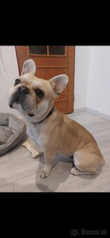 Francúzsky buldoček na krytie - 2