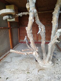 Korela bielohlava - 2