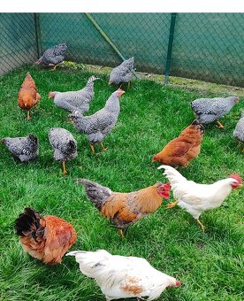 Ponukam kohúty Amrox alebo Hempšir - 2