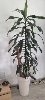 Dracena - 2