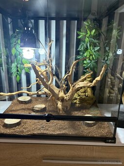 Chameleón - 2