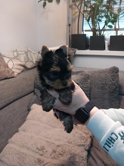 Yorkshire Terrier - 2