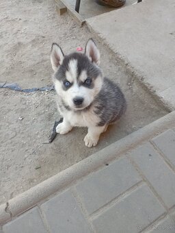 Sibírsky husky šteniatka - 2