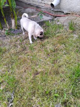 Mops - 2