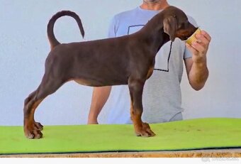 Doberman - 2