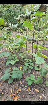 paulownia - 2