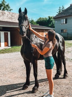 Frizsky valach s PP - 2