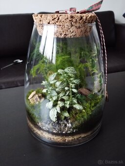 Rastlinné terárium - 2