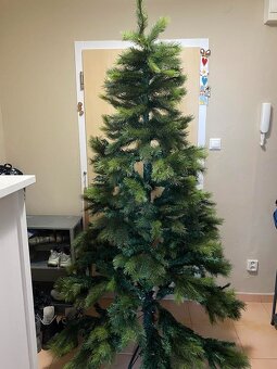 Alpská borovica - vianočný stromček - 2