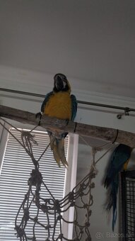 Ara Araruna Párik - 2