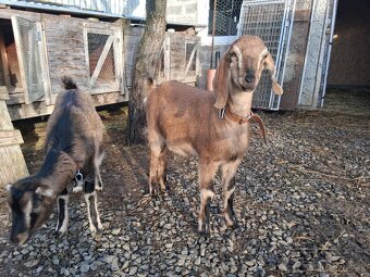 Predám mladú kozu. - 2