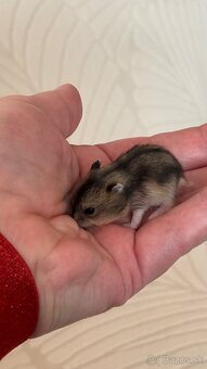 šrečky džungalske - 2