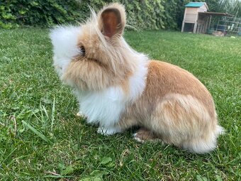 Darujem zajaciky (Teddy) - 2