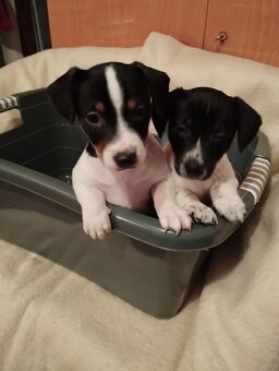 Jack Russel terier - 2