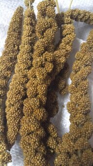 Senegalské proso - 2