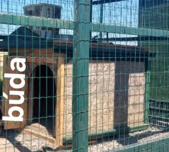 Psia búda - 2