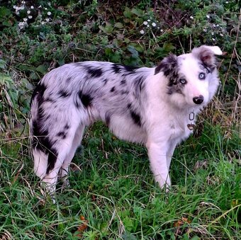 Prodám patnáctimesicniho blue merle pejska border collie s - 2