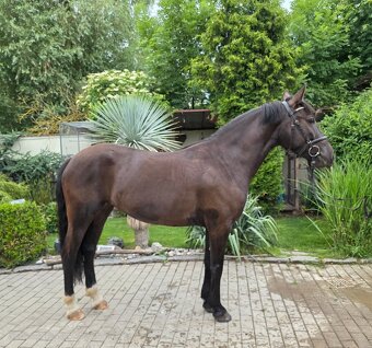 KRÁSNÁ KOBYLKA DO PONY SPORTU - možnost i na MČR - 2
