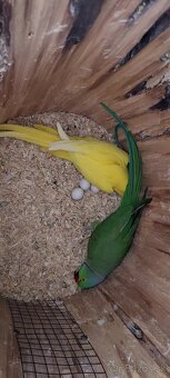 Predam - 2
