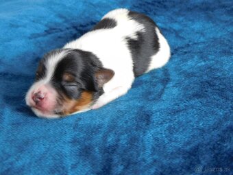Yorkshire terrier - 2