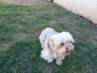 Yorkshire terrier - 2