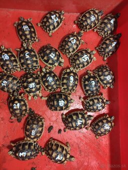 Suchozemská korytnačka -vlastný odchov 2025, príjem rezervác - 2