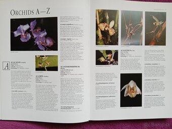 Ilustrovaná encyklopédia orchideí v angličtine - 2