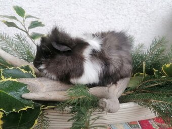 Morčatá a zdrobnený králik - 2