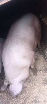 Ponúkam na predaj prasatá - 2