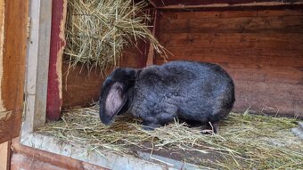 Predám mladú samicu do chovu - 2