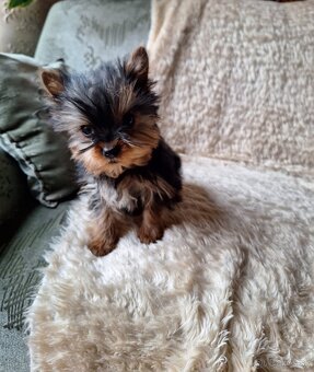 York,yorkšhir, yorkšhirský terier - 2