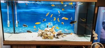 Predám komplet akvarium - 2