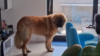 Predám šteniatka leonbergera - 2