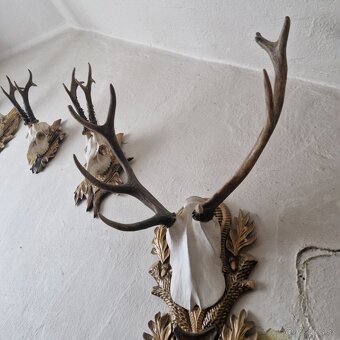 POLOVNICKE TROFEJE - 2