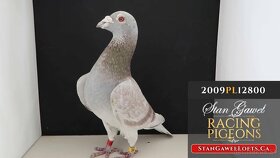 Poštové holuby - 2