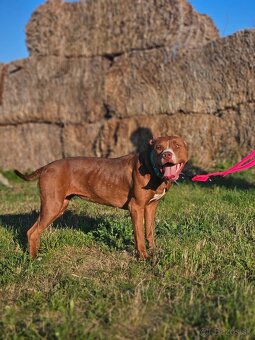 Americký pitbullterier, pitbul , apbt - 2