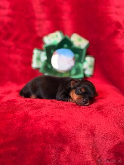 Yorkshire terrier, york - 2