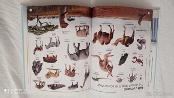 Môj prvý obrázkový slovnícek (slovenčina - angličtina) - 2