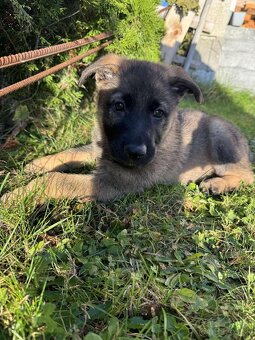 Predám šteniatka nemeckého ovčiaka - 2