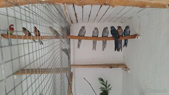 Rozela penant modrá škorica pastel - 2