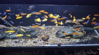 Africke cichlidy malawi - 2