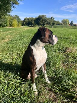Nemecký boxer na krytie - 2
