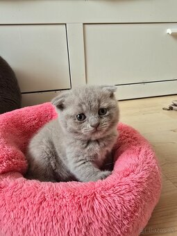 Škodské mačiatka - 2